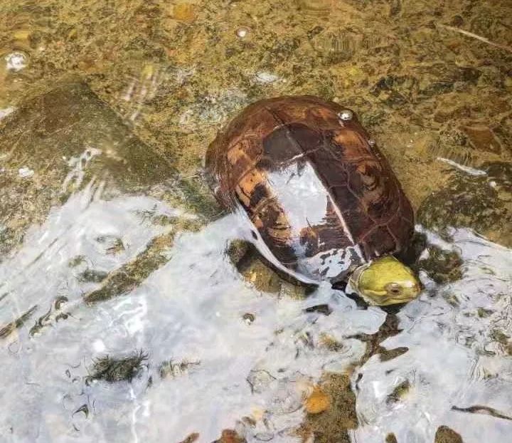 为什么许多人在追求水锈龟