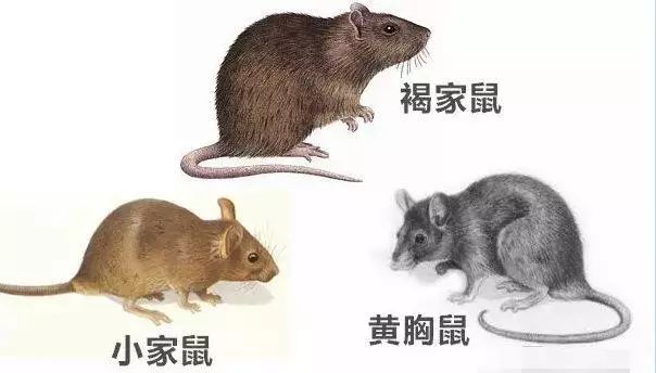 涨姿势你知道病媒生物防制基本常识吗老鼠篇