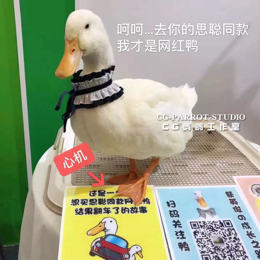 cg鹦鹉工作室2019上海亚宠展的第二天