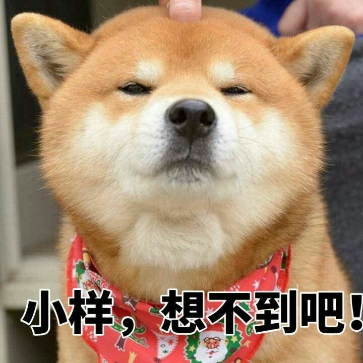 柴田犬搞笑图片图片