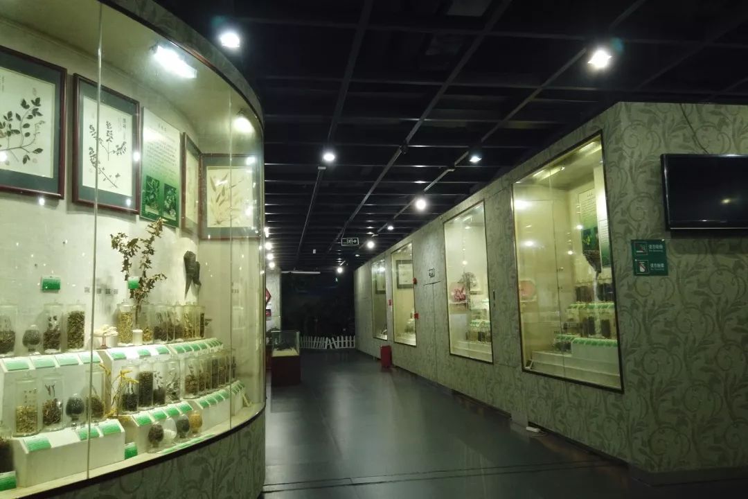 广州中医药博物馆图片
