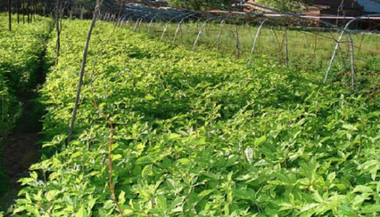 之前农村的种植户基本上种野菜的会比较少,而如今野菜的市场日渐增大