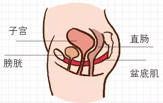 起底產後私密鬆弛的真實原因骨盆和盆底肌別傻傻分不清