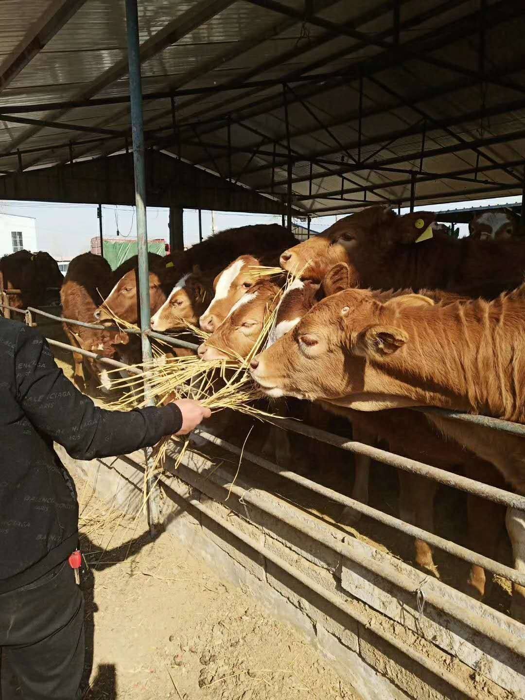 养牛如何选择适合的出栏时间