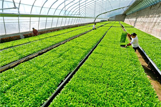 甘肃张掖秋冬蔬菜育苗忙_种植