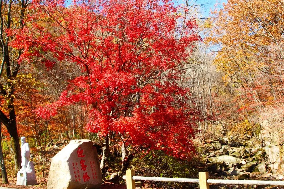 作品-丹東青山溝 桓仁楓林谷 本溪胡裡畫家的村 篝火晚會兩日遊_楓葉