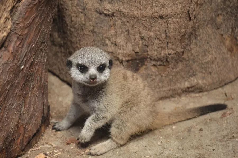 出生不到1个月的狐獴宝宝凭4张照片吸粉36w网友全世界最可爱