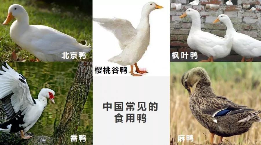 北京鸭 番鸭 樱桃谷鸭 麻鸭 枫叶鸭 ……鸭子:为什么这一天要吃我?