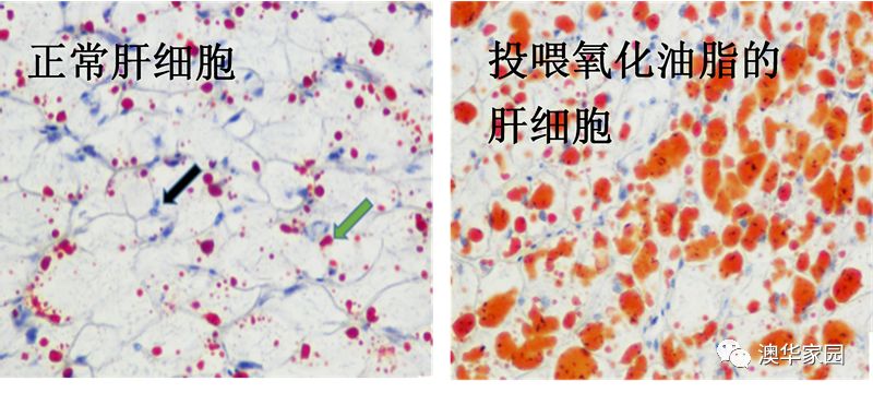 投餵石斑魚,經過2個月其肝臟嚴重病變如下圖所示(肝臟細胞油紅染色)