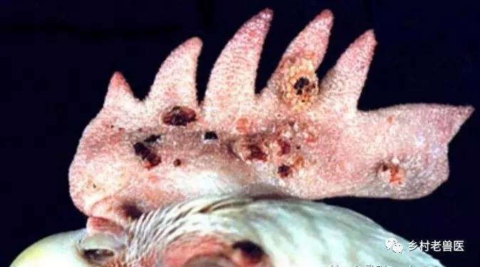 一,临床症状皮肤型鸡痘的特征是在身体的无羽毛部位,如冠,肉垂,嘴角