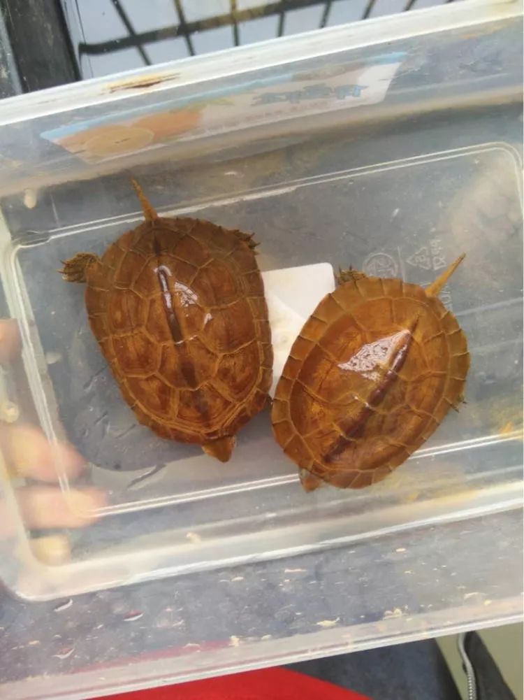 为什么许多人在追求水锈龟