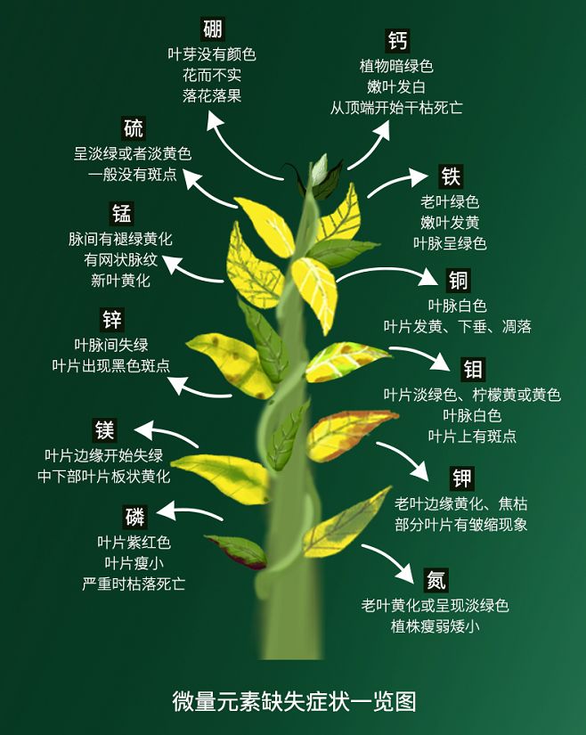 根据植物的生理生长所需,看看科学配比营养元素都需要什么,以及营养