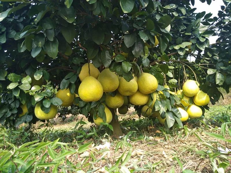 今年是老谢种植柚子的第11个年头,到第6年方结果(一般柚子第四年结果)