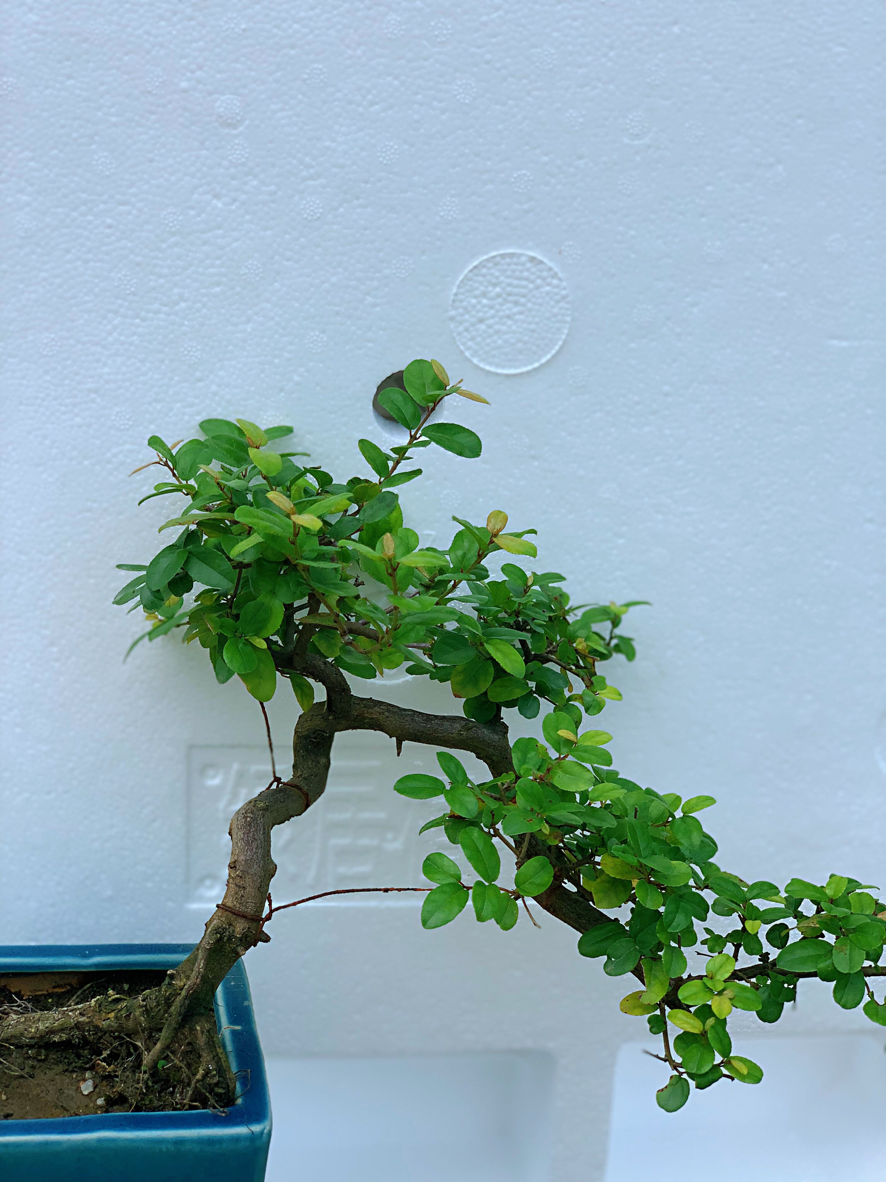 盆景七贤之一:雀梅