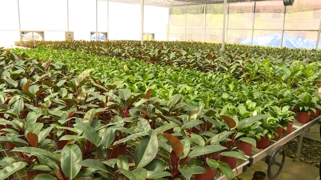 罗定这个镇实现自主培育南药种苗,年均可供2000万株以上_种植