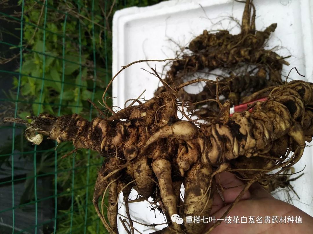 恩施州8县市这种草是宝贝价格1000元斤关键是种植的人很少