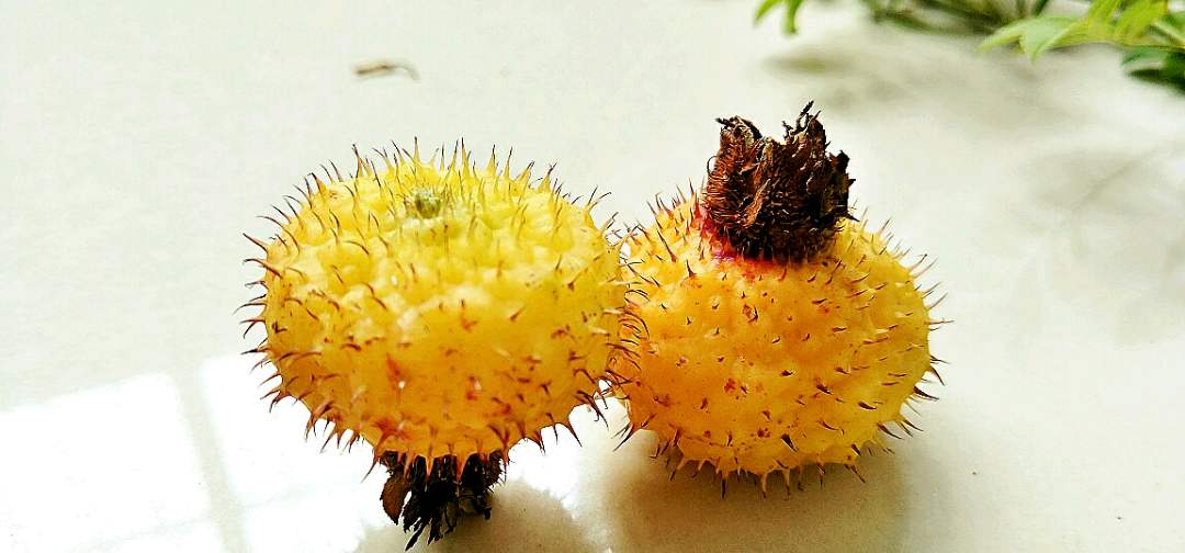 刺柠吉:刺梨到底是啥