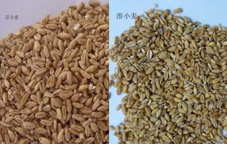 中医五谷为药之——浮小麦和淮小麦