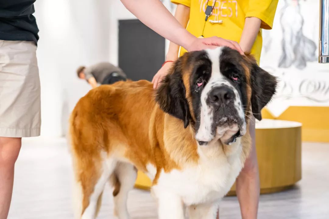 圣伯纳被誉为是巨型犬中的"保姆犬",别看它这么大了,其实狗龄才三个月