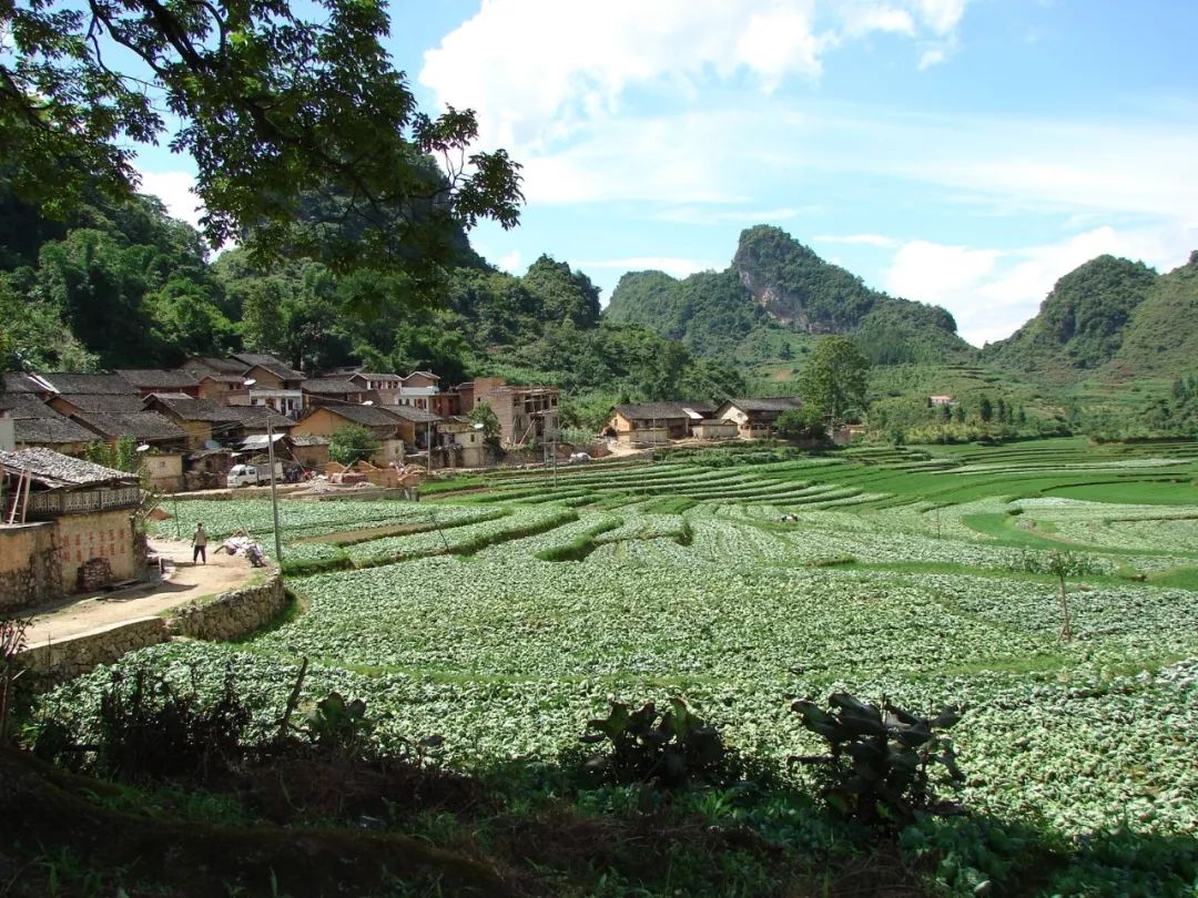 富宁瓦蚌村越来越好了