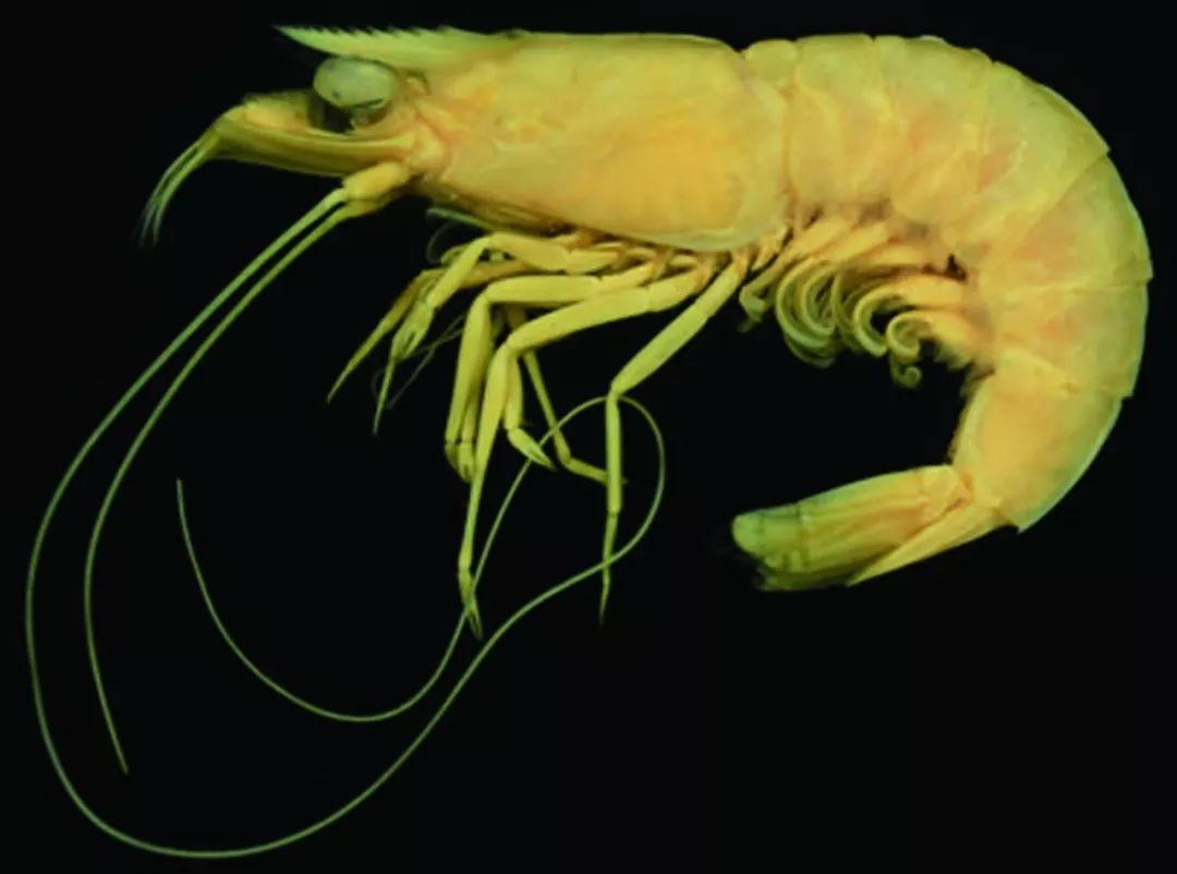 我国海岸带大型底栖动物知多少