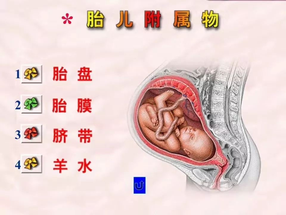 胎儿附属物示意图图片