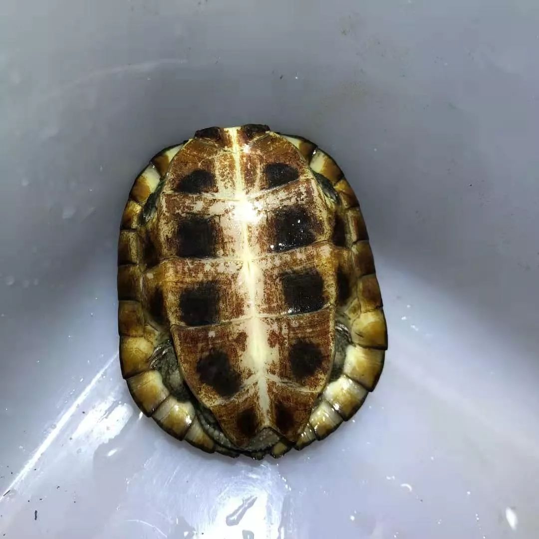 为什么许多人在追求水锈龟
