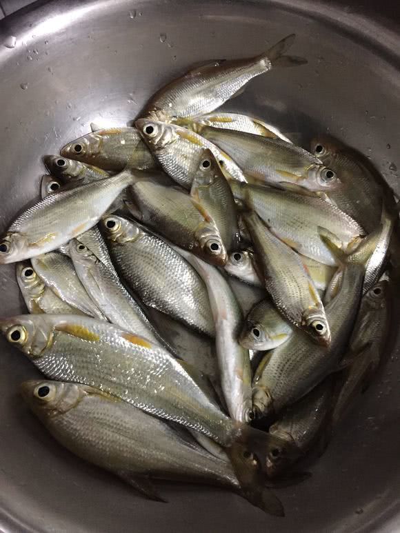 太贪婪广西钓友河里钓到上百条鳊鱼苗竟全带回家吃