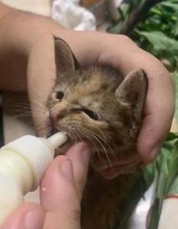 小猫冷的发抖,妈妈用毛巾把猫包起来,猫:宝宝动不了了