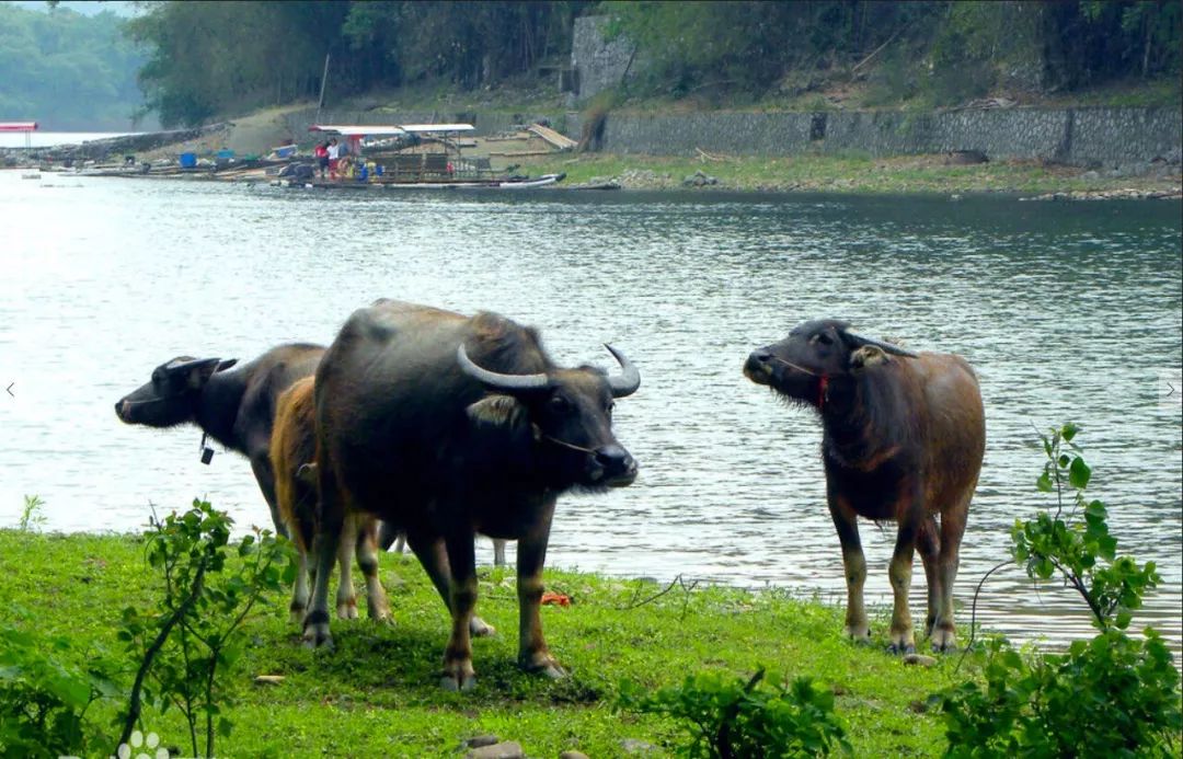 为什么牛肉是百肉之王,还能卖到一口就要好几千?