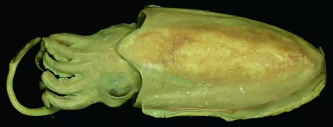 我国海岸带大型底栖动物知多少