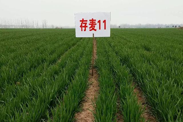 矮杆大穗超高产的小麦品种开始亮相市场平均亩产8195公斤