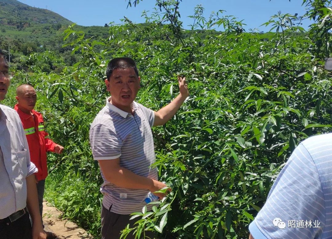 鲁甸龙头山镇副镇长谭德军表示:"有了生态护林员真是不一样,花椒长势