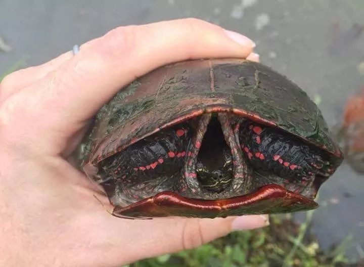 为什么许多人在追求水锈龟