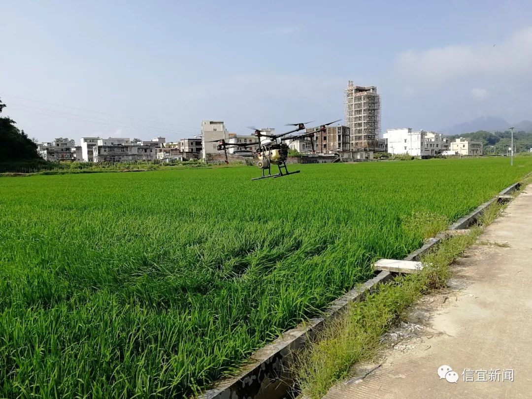 图为金垌镇农技人员使用无人机为水稻除虫灭病.