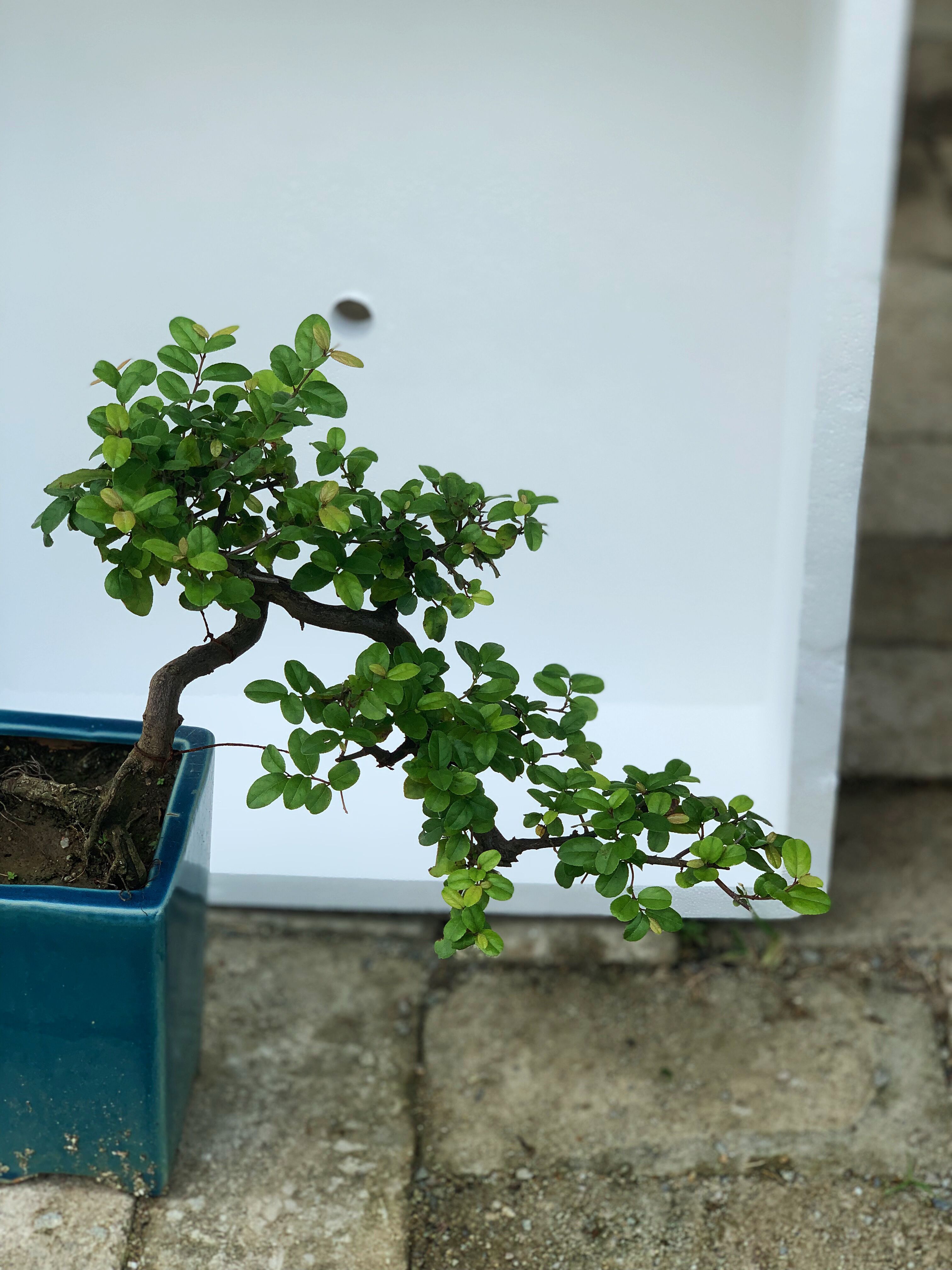 盆景七贤之一:雀梅