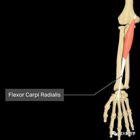 flexor carpi radialis图片