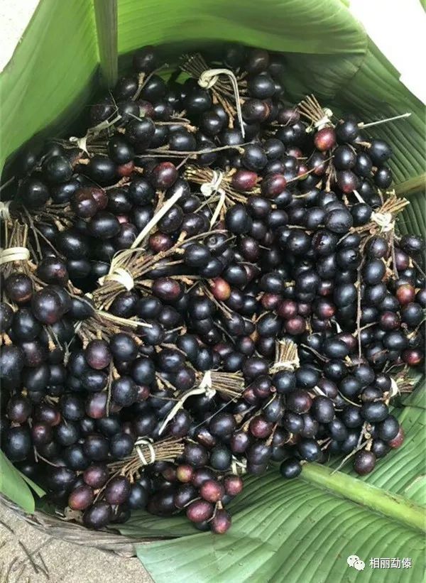 那一口忘不掉的酸甜是家乡的胭脂果