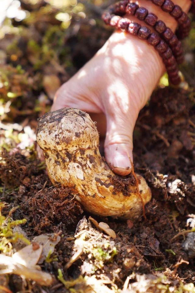 当季过半,错过与松茸的缘分,就只能再等一年了