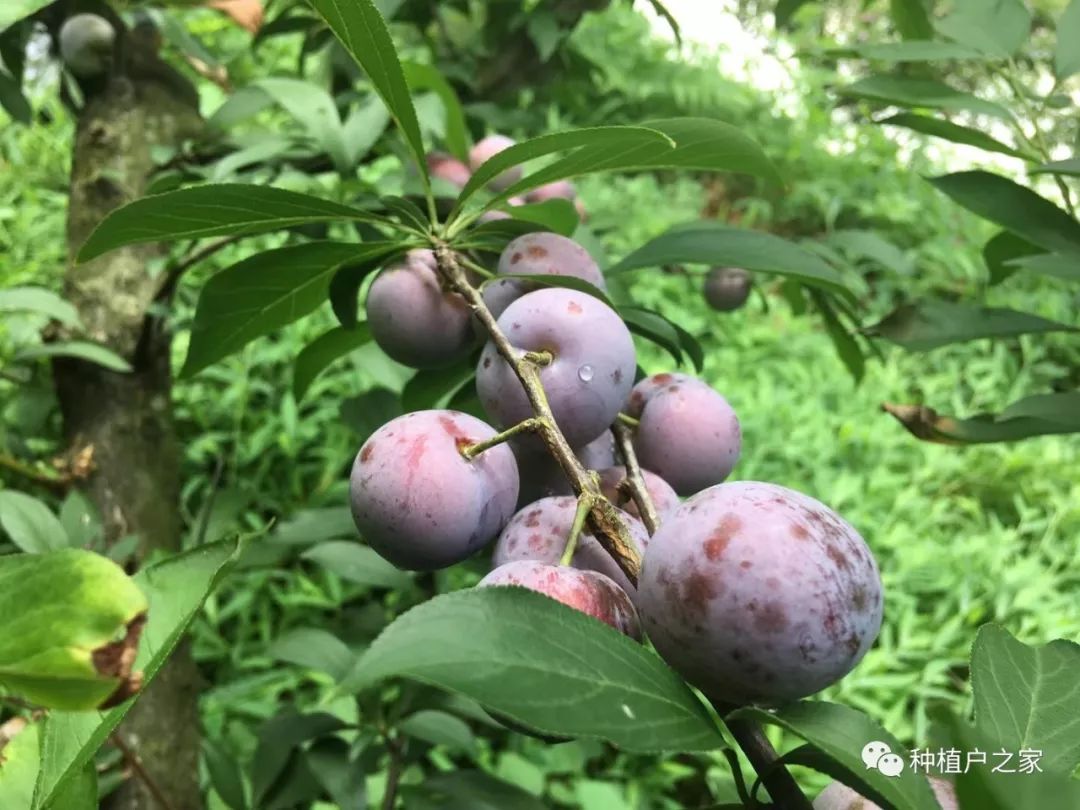 品质独特肉质脆爽的珍珠李如何种植
