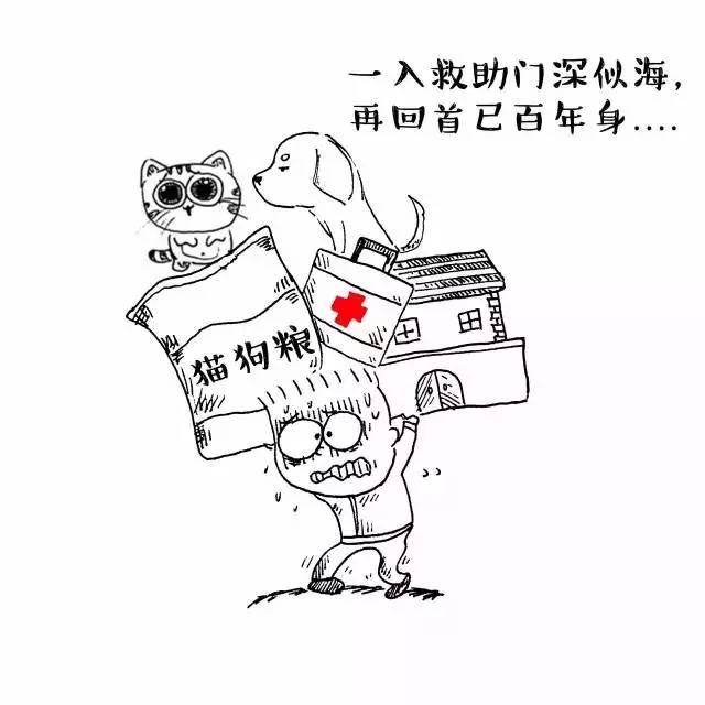 在中国请尊重并善待流浪动物救助者他们承受了太多本不应该他们承受的