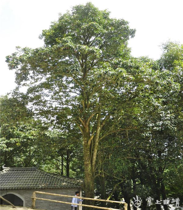 投票| 市树,市花评选,这些候选"佳丽"