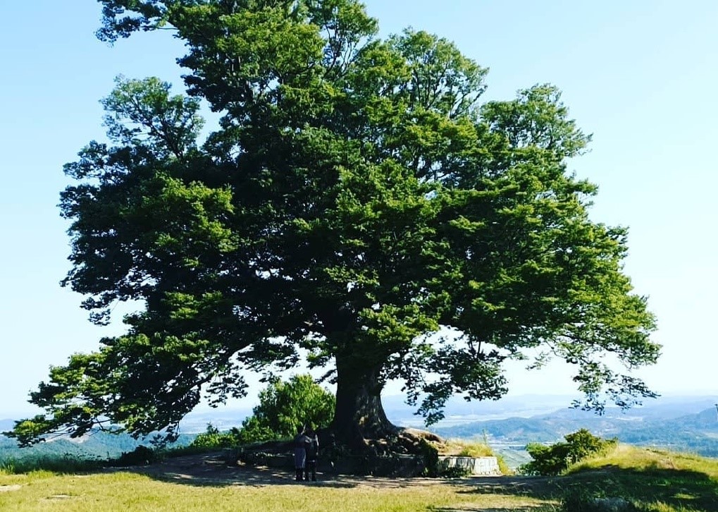 《德鲁纳酒店》人气爆棚取景地成热门