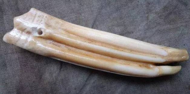 六,鲸牙主要来自抹香鲸及生活在北冰洋的独角鲸的牙.