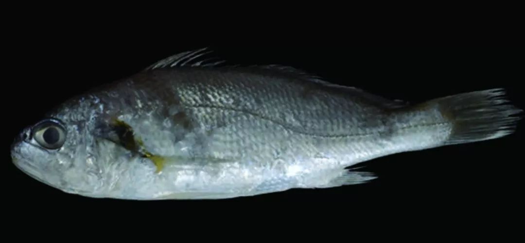 我国海岸带大型底栖动物知多少