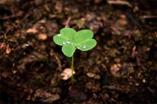 三叶草种子哪里卖怎么种植