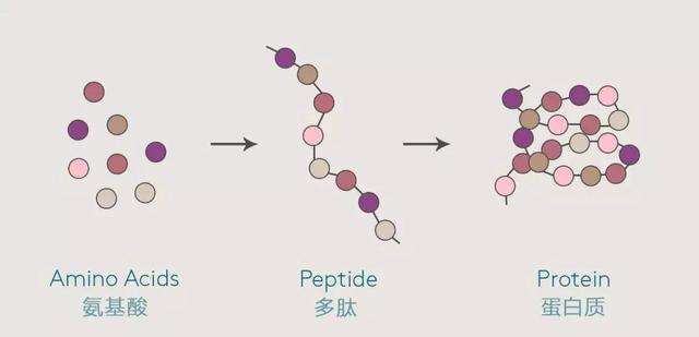 简单来说, 氨基酸组成 多肽, 多肽组成 蛋白质.