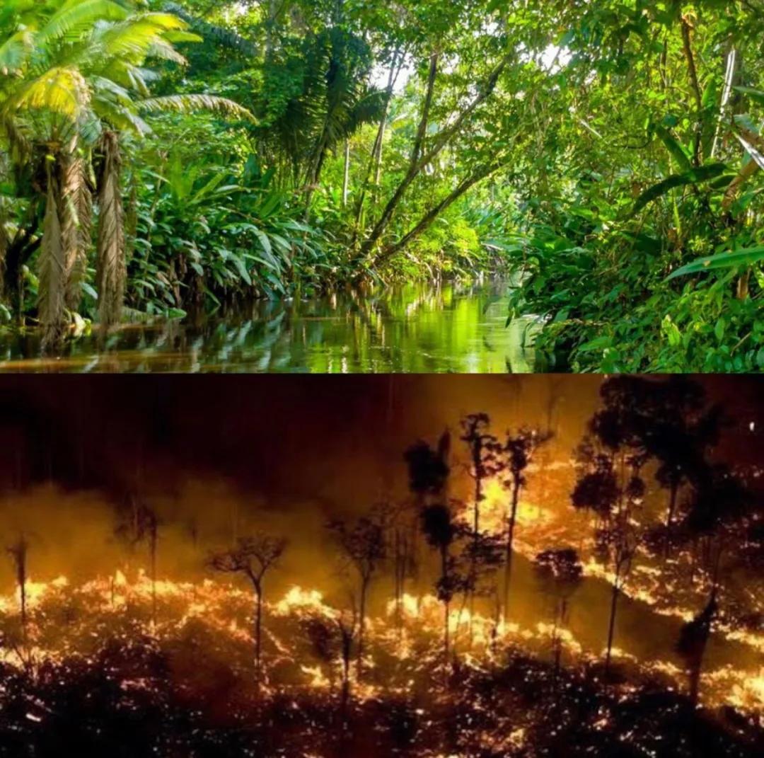 震惊亚马逊雨林的大火已经整整烧了16天我们却还一无所知