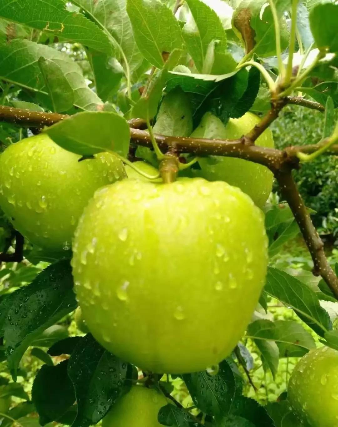 我们都一样刚刚好遇见达杠苹果