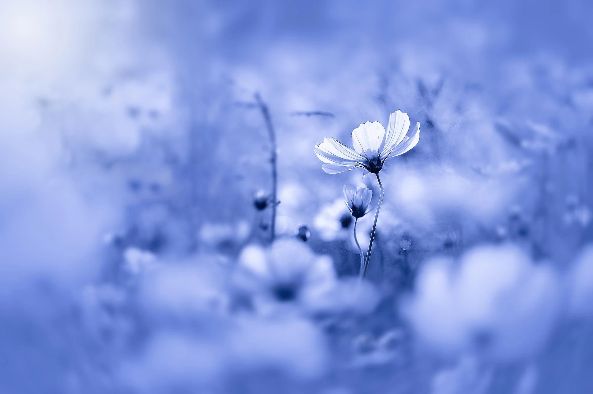 原创人啊真正的释然是放下一切随遇而安